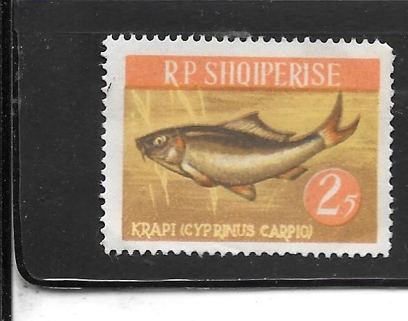 ALBANIA SC#718 1964 MNG XF MINT FISH PICTORIAL TOPICAL SINGLE STAMP
