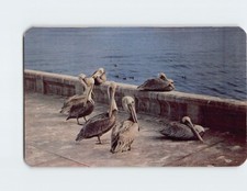 Postcard Pelicans