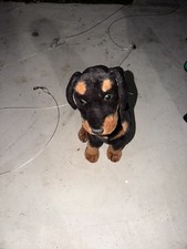 RARE 36 Melissa Doug Rottweiler Life Size Plush Dog Black Brown -