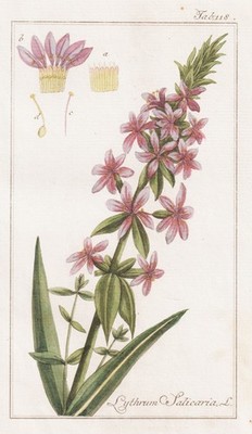 Lythrum Salicaria Blood Willow Purple Loose Strip Botany Engraving Copperplate
