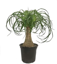 Ponytail Palm - Live Plants in 6 Inch Growers Pots - Beaucarnea Recurvata