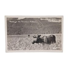 Moose in the Canadian Rockies Unsent Postcard Vintage