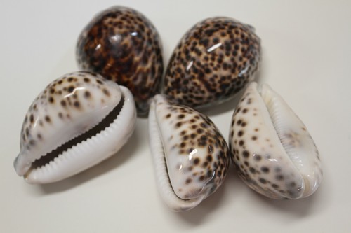 Große Tiger Kaurimuscheln / große Kaurimuscheln, 3 Zoll plus, SS-134 - Bild 7 von 12