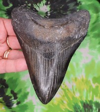 Megalodon Sharks Tooth 5 1/8