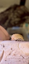 Pineapple Spikey isopods 10 count