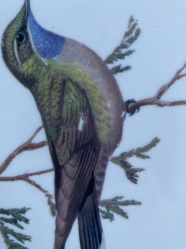 Set of 3 pc HUMMINGBIRD National Wildlife Federation Bird Dinner Plates Set 11” - Picture 8 of 8