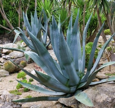 Agave desmettiana Blue cactus Cacti Succulent real live plant  LOT OF 16 Organic