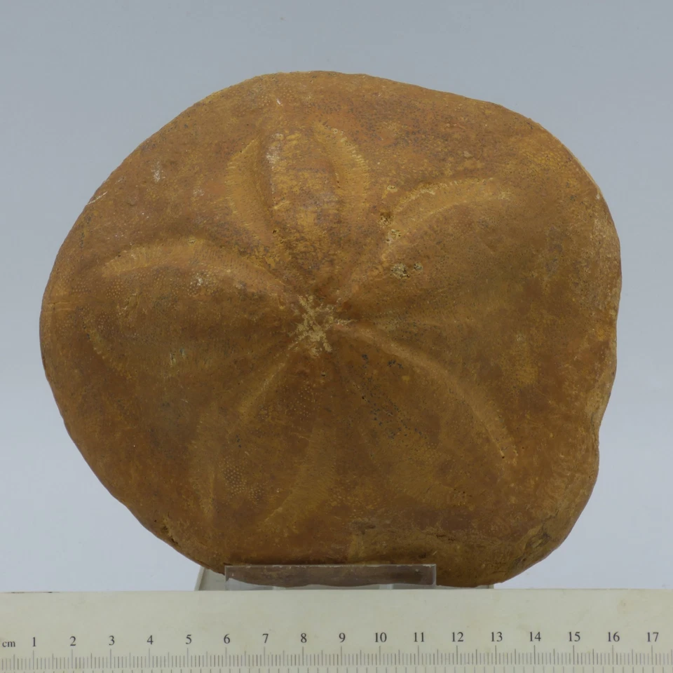 Erizo de mar Clypeaster fósil grande cúpula alta S. Italia Mioceno + soporte de exhibición Foto 4 de 4