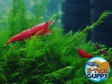 Blood Mary Shrimp - Freshwater Neocaridina Aquarium Shrimp. Live Guarantee