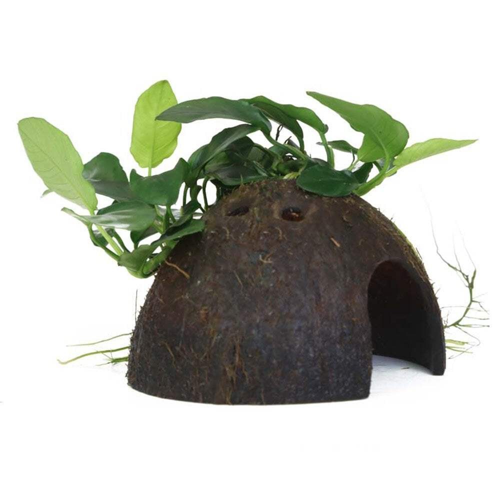 Tropica Anubias Barteri Var. Nana On Coconut Shell  - Live Aquarium Plant