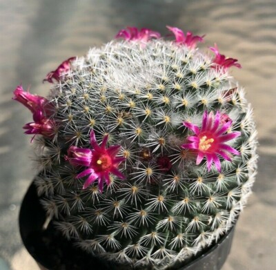Mammillaria Elegans, Comes in an 2.5" pot | eBay