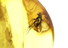 Natural Baltic amber stone with great BIG FLY insect inclusion cabochon 2,97 gr