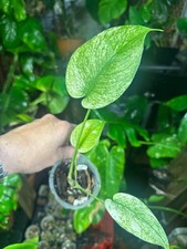 Monstera Mint Large Form White Monster - US Seller - Fast Shipping - Exact Plant