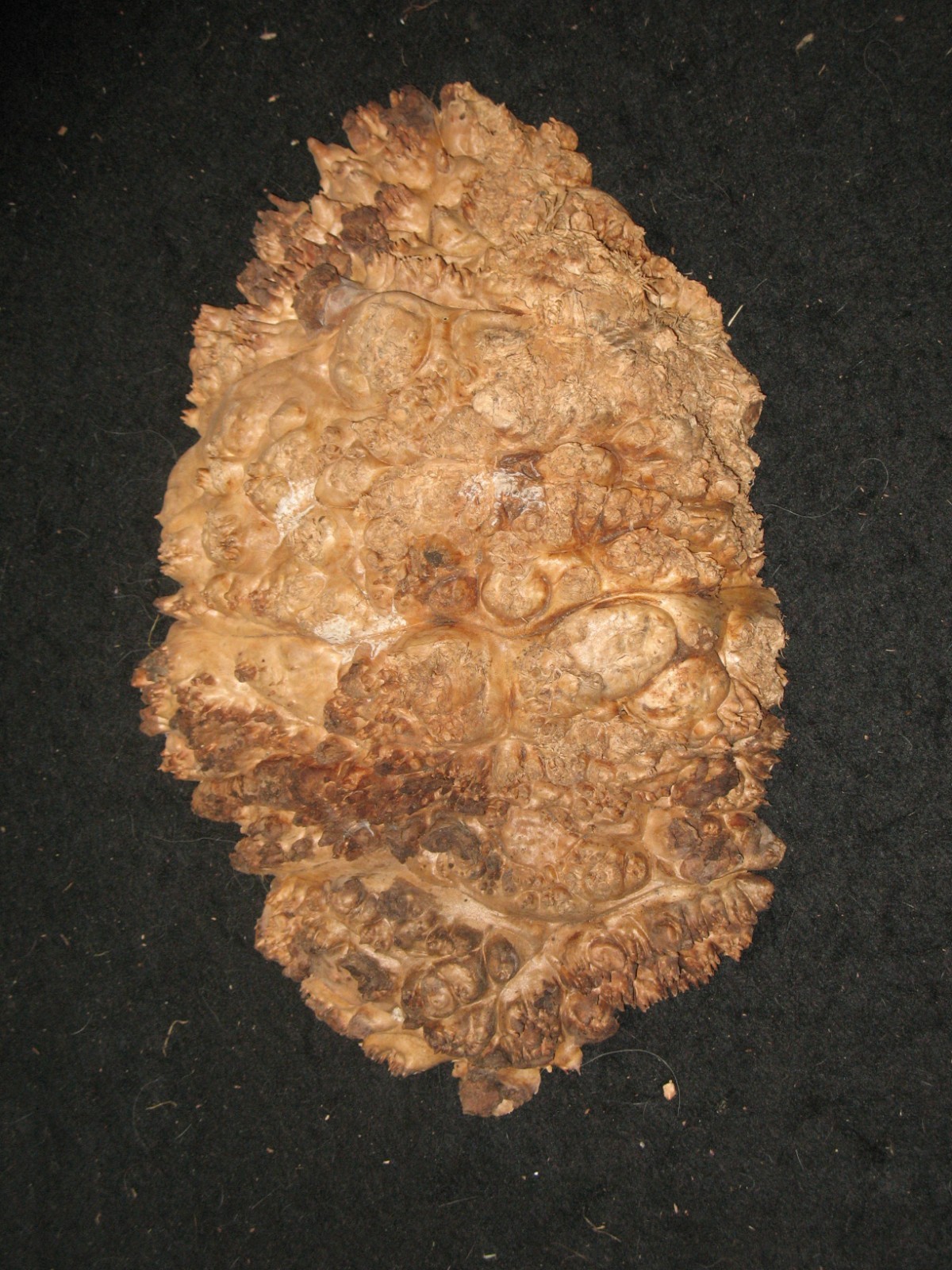 Maple Burl Natural Cap Craft Art Piece 12
