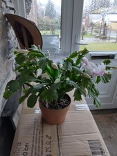 Thanksgiving Cactus - Young