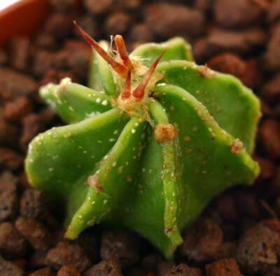 Astrophytum ornatum x capricorne BUFFALO GREEN - Bischofsmütze Hybrid | Sternkak