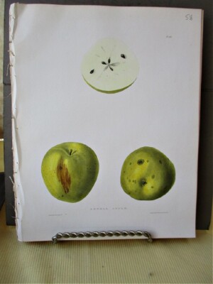 VINTAGE PRINT, APPLE;  LOWELL APPLE,  AGRICULTURE of NEW YORK, EMMONS, 1851