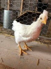 12 Fresh Chicken Hatching Eggs - Assorted mix FANCY BREEDS VARIETY