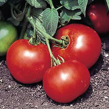 Tomato Bush Beefsteak  250 seeds