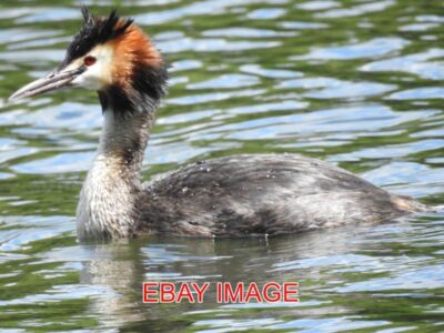 FOTOLESUNG GROSSER SCHOPFGREBE AUF DINTON WEIDEN