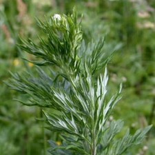 Mugwort Seeds Artemisia vulgaris  Traditional Herb Native Perennial Garden