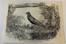 1887 magazine engraving~ 'GRIP' THE RAVEN in Barnaby Rudge