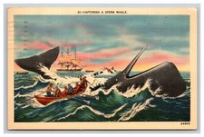 Capturing A Sperm Whale, Ship Postcard