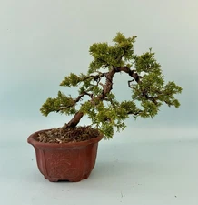 Itiogawa Shimpaku Bonsai