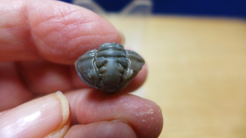 GEOLOGICAL ENTERPRISES Ordovizium Fossil Trilobit Flexicalymene Meeki Ohio
