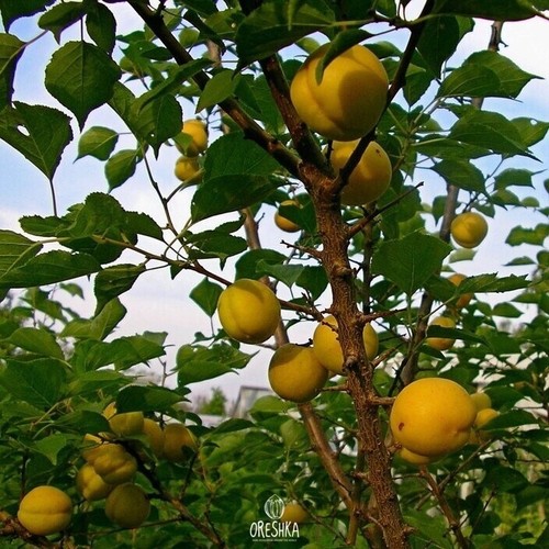 Ural apricot fresh 5 PCS / 50 PCS seeds. Frost-resistant apricot - Foto 2 di 7
