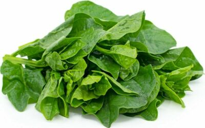 #ad #ad 50Green Malabar Spinach seeds MongToi Mu er cai Ceylon spinach Vine Spinach USA $2.39