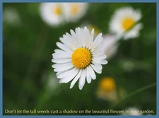 8345.Decoration Poster.Home Room wall design art print.Wisdom.Inspiration flower