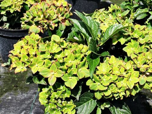 Ammoniumsulfat Stickstoffdnger Dnger Heidelbeeren Hortensie  Schwefeldnger 1kg | eBay.de