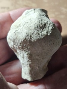 RARE Jurassic Fossil Sponge, Cnemidiastrum stellatum, Zalas Poland  