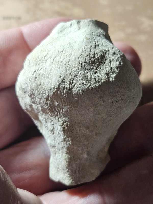 RARE Jurassic Fossil Sponge, Cnemidiastrum stellatum, Zalas Poland  