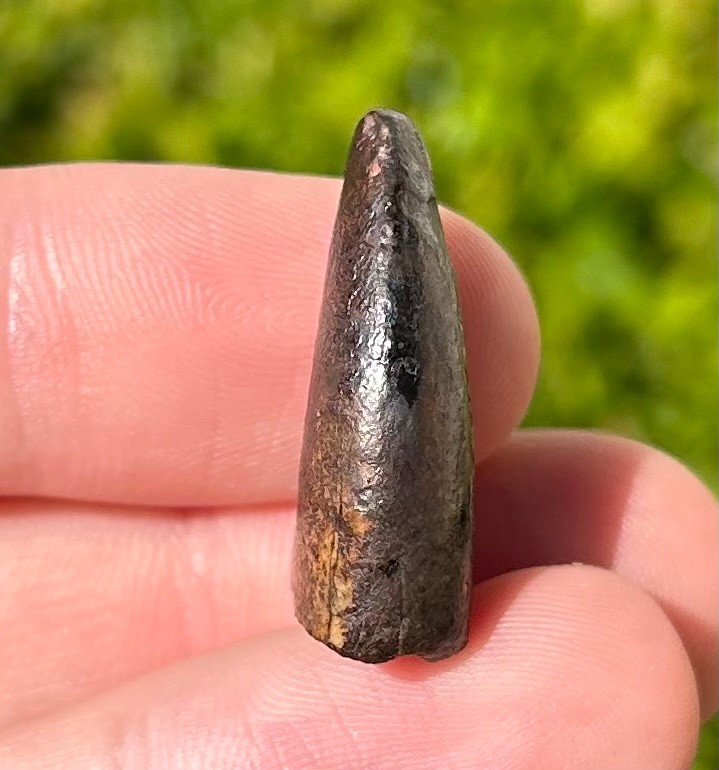 Fossil Dinosaur Tooth from Niger Eocarcharia dinops Theropod Rare Teeth ...