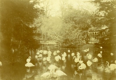 Flamingo Zoologischer Garten unbekannter Ort Frankreich altes Foto CDV 1890