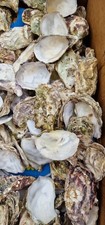 50 x Natural Oyster Shells for Crafts Decoration Art Projects