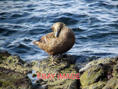 PHOTO  SHETLAND FEMALE EIDER AT SUMBURGH HEAD