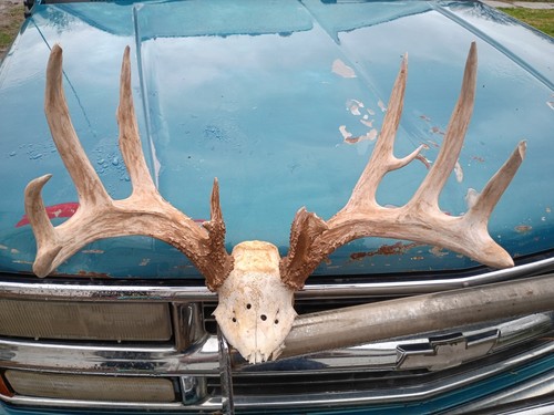 Giant Wild Iowa 153 Inch 12 Point Whitetail Deer Antlers Rack Skull | eBay
