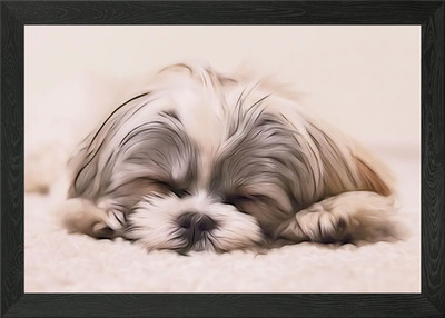 Shih Tzu schlafend gerahmtes Wandbild Poster Leinwanddruck Bild