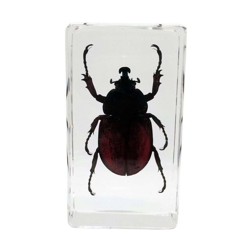 昆虫標本。8 HORN RHINOCEROS BEETLE .