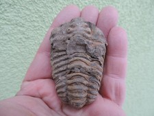 schöner Trilobit (Calymene) aus Erfoud in Marokko