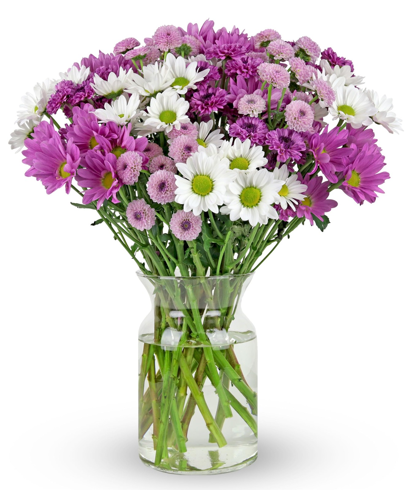 Benchmark Bouquets - 16 Stem Chrysanthemum Daisies (Glass Vase Purple 