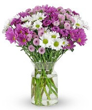 Benchmark Bouquets - 16 Stem Chrysanthemum Daisies Glass Vase Purple