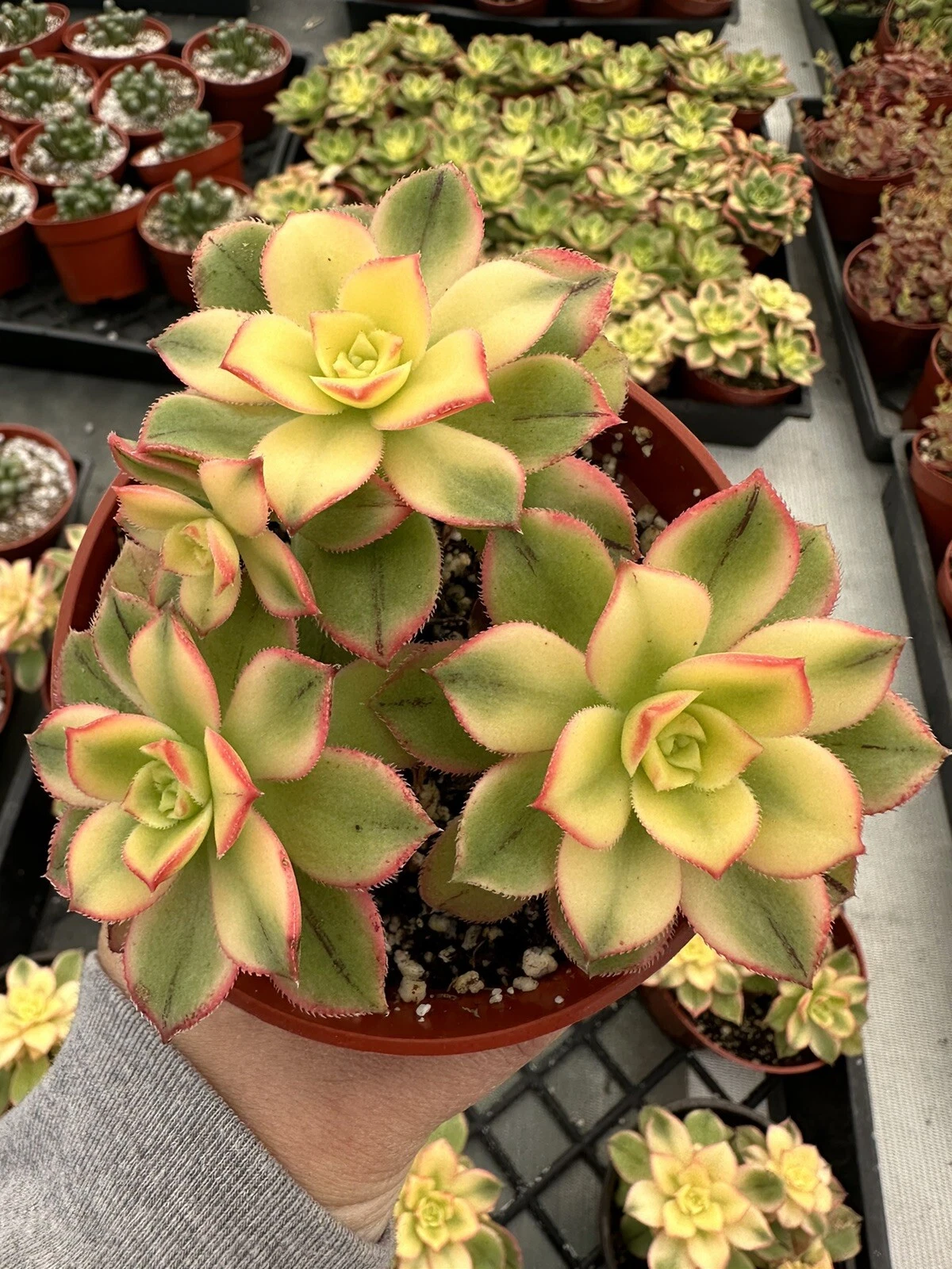 Succulents Box Aeonium Kiwi Plant