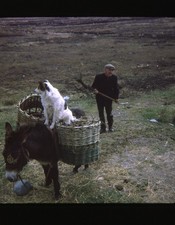 Ireland Farm 1969 Dog Riding on Donkey Vintage Kodachrome Slide