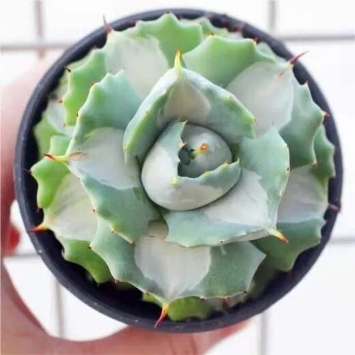 5-6 cm piante grasse agave americana L. Bonsai giardino casa piante belle - Foto 3 di 5
