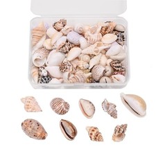 Natural Sea Shells for Crafts 9 Kinds Mixed Beach Sea Shell Beads for Small