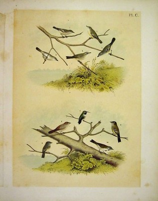 Original alter antiker Druck 10 Vireo & Finken Studer-Jaspis Vögel Amerika 1878
